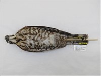 藏品(臺灣松雀鷹)的圖片